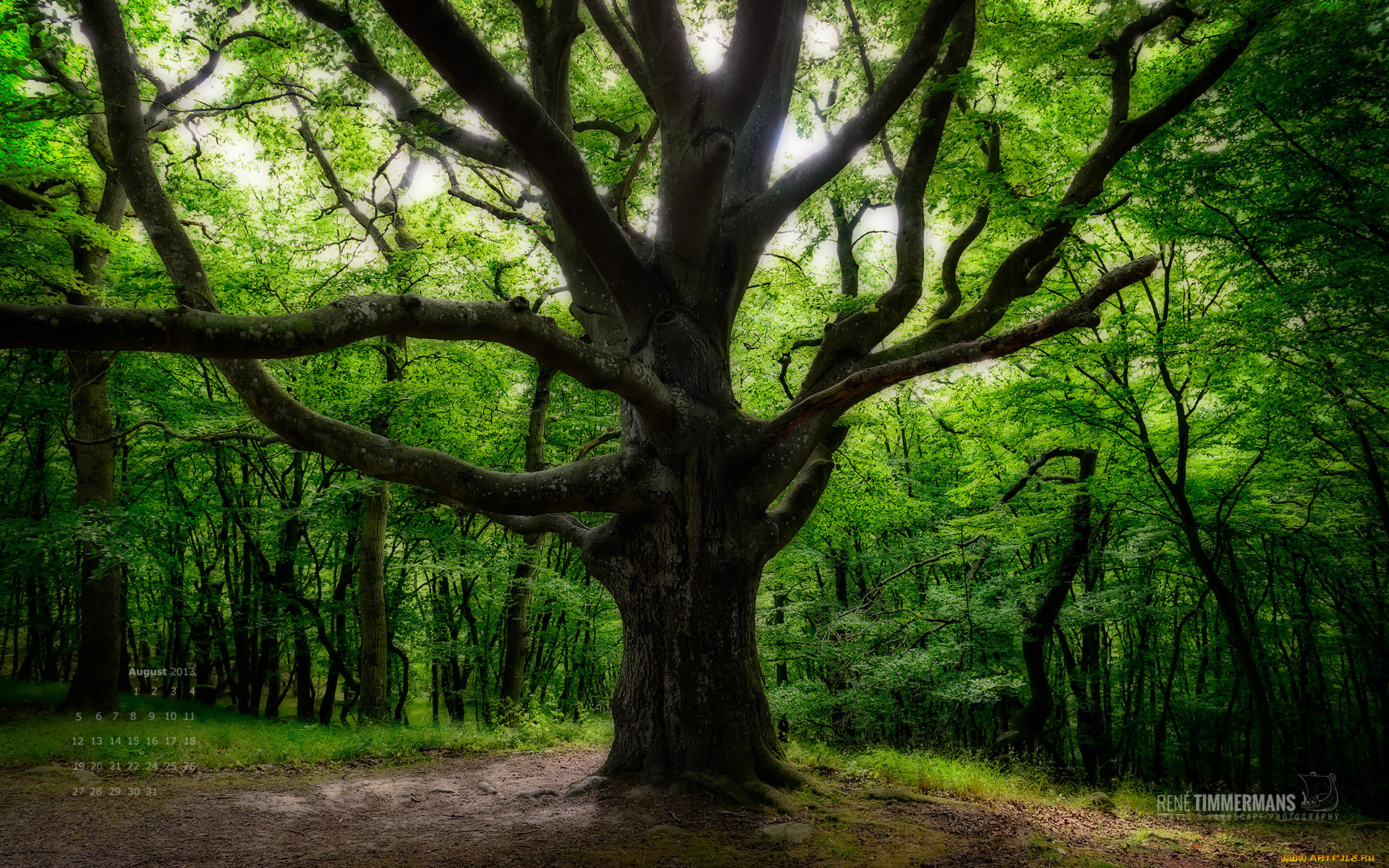 Кроны деревьев природа